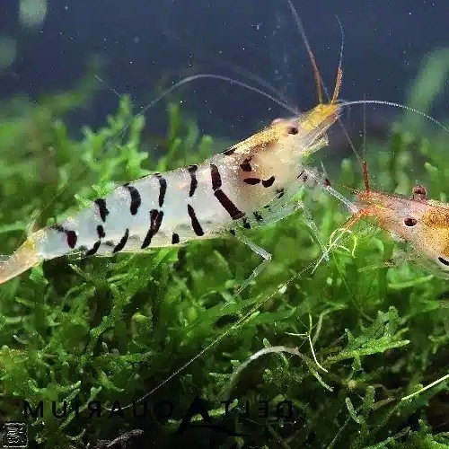 Neocaridina sp.Tiger shrimp